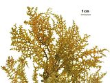 Aspetto delle porzioni apicali